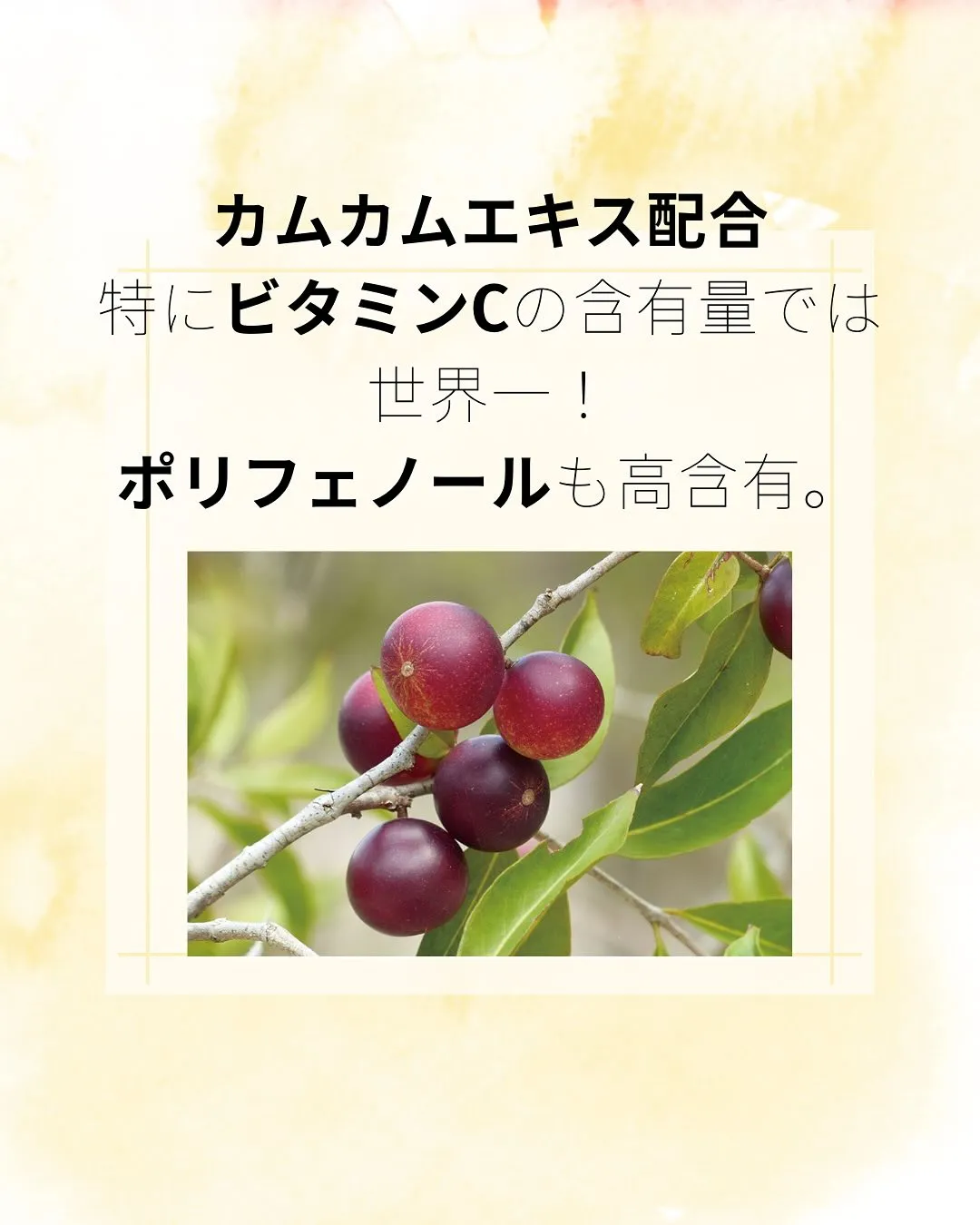 こんにちは、ヨサパーク杣（そま）です🌿